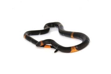 Coral Verdadeira - Micrurus hemprichii