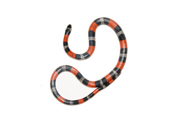 Falsa Coral - Erythrolamprus aesculapii