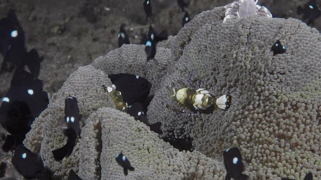 Two Peacock-tail shrimp (Ancylocaris brevicarpalis) sit on the anemone at night. A school of small black fish swims nearby. Three-spotted dascyllus (Dascyllus trimaculatus).