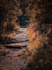 autumn in the forest