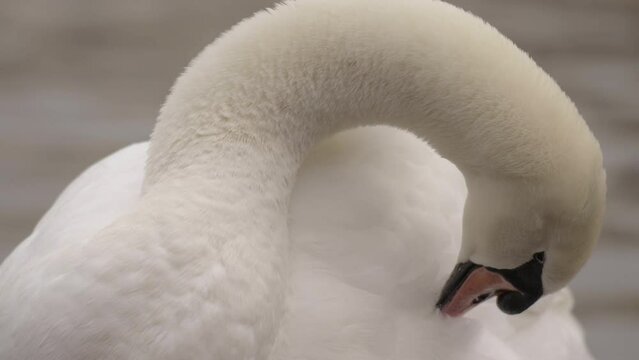 Majestic swan pecking and preening feathers, gloomy day, Close up