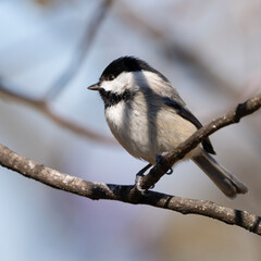 Obraz premium Carolina Chickadee