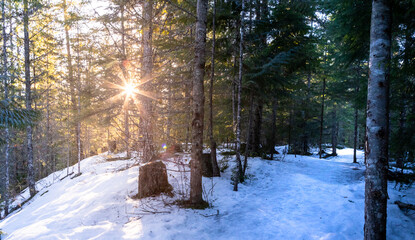 Snowy forest path with sunlight shining through the trees, beautiful winter foreset, winter snow.