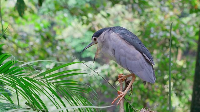 Small wild bird stands on a thin branch and clings tightly to it with long paws. The bird has a blue-gray color of feathers, a long beak which it periodically opens wide as if yawning
