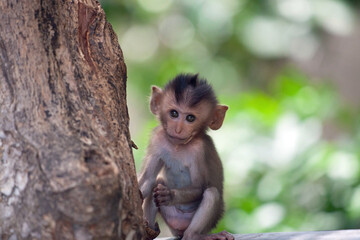可愛いサル