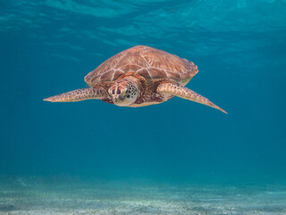 Obraz premium Sea Turtle in Hol Chan Marine Reserve