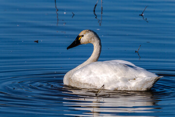 swan on the lake