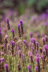 Obraz premium flowers