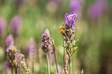 flowers and bees