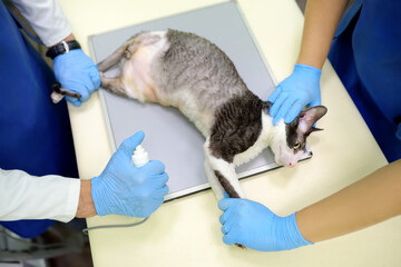 Two veterinarian doctor are going to do an x-ray of the breed Cornish Rex cat during the...