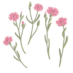 maiden pink, field flowers, vector drawing wild plants at white background, floral elements, hand drawn botanical illustration