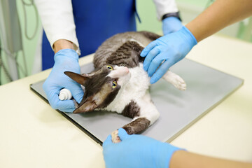 Two veterinarian doctor are going to do an x-ray of the breed Cornish Rex cat during the examination in veterinary clinic. Pet health. Care animal.
