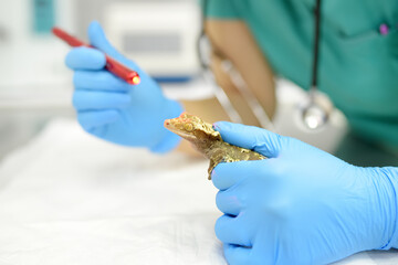 Veterinarian examines health a gecko in a veterinary clinic. Exotic animals. Unusual pet. Scaly...