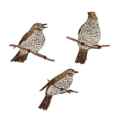 vector drawing bird, song thrush , hand drawn songbird, isolated nature design element