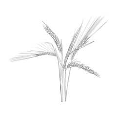 vector drawing wheat, grass plants, rye, line drawing floral elements, hand drawn illustration