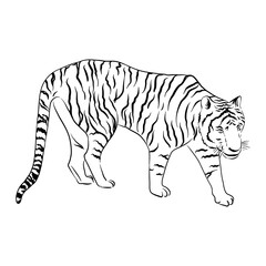 vector drawing sketch of animal, hand drawn tiger , isolated nature design element