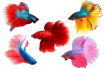 Macro closeup of set siamese fighting fish with isolated on transparent background