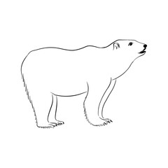 vector drawing sketch of animal, hand drawn polar bear, isolated nature design element