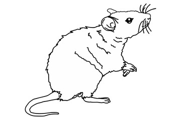 Mouse, Rat, Mice Vector