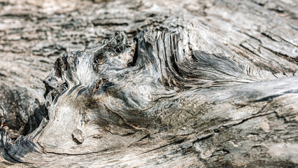 old grey cracked wood log background. natural bleached texture. macro view.