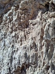 texture of the bark