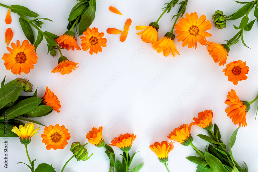 Wall mural frame of flowers calendula , marigold on a white background with space for text. medicinal herb. for