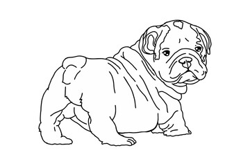Cute Little Brown Bulldog looked back