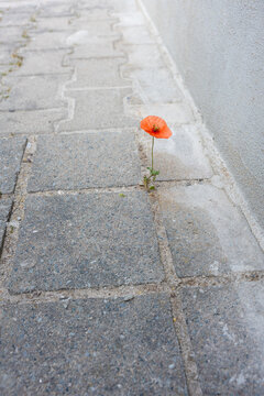 One lonely red poppy