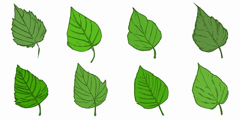 Leaves on a white background, spring background, vector illustration