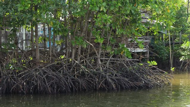 Close-up of the mangrove trees plant. The red mangrove (Rhizophora stylosa), also known as the stilt or spider mangrove at Chanthaburi, Thailand. 