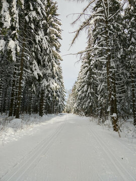 Trees covered with snow along a cross-country ski trail