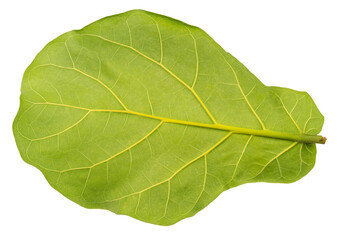 Green fiddle fig leaf isolated on white, Fiddle fig leaf Isolated on White background PNG file.