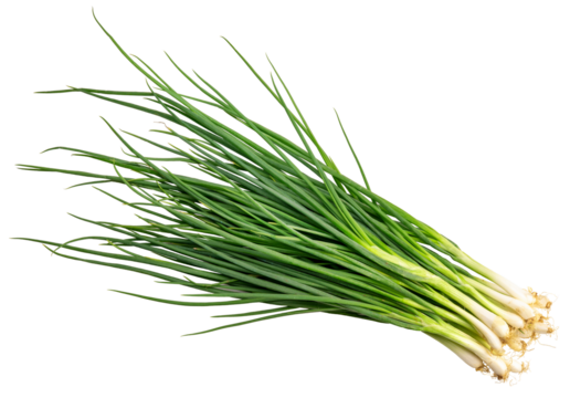Green spring onion isolated on white background, Fresh Green onion on White Background PNG File.