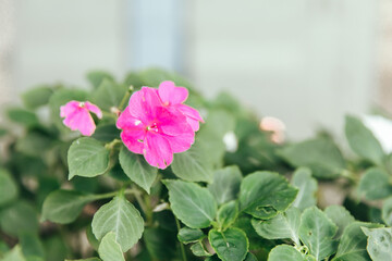 花　Flower