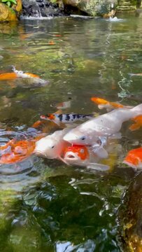 Japanese carp swim in a large private pond. The fish floats on the surface, greedily grabbing air with its mouth and filling its gills with it. Fish rush about in search of food
