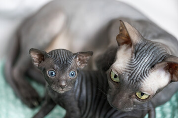 Black Don sphinx kitten with his bald cat mother