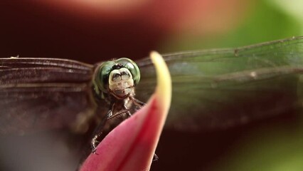 closeup macro shot of a dragonfly moving its head and flapping its wings while standing on a colorful plant 
