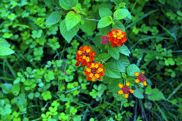 Lantana Camara Flowering plant Blossom of Red, Yellow flowers on Green Leaves background.