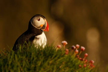 Close-up of an Atlantic Puffin in Iceland with flowers and grass