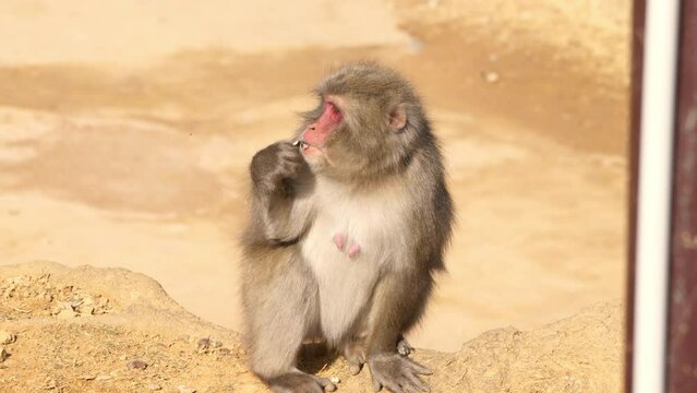 Wild Japanese macaque (snow monkey) eating nuts on the ground while gazing into distance on a sunny day