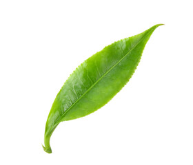 Fototapeta na wymiar Green tea leaf on transparent png