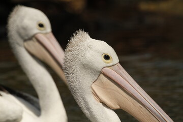 Close up of an Australian Pelican with another behind it © Shayne