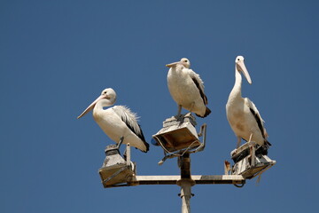 Three Australian Pelicans on a light post with blue sky