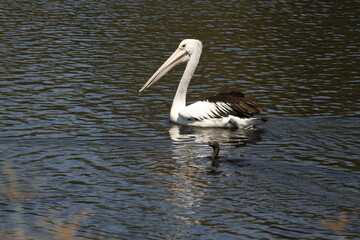 Australian Pelican and Little Black Cormorant swimming together