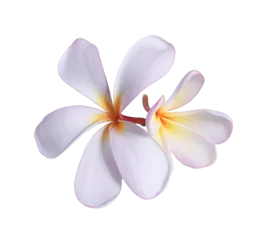 Foto auf Acrylglas Plumeria or Frangipani or Temple tree flower. Collection of white-yellow plumeria flowers bouquet isolated on trannsparent background. © Tonpong