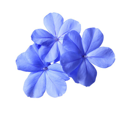 Fototapeta White plumbago or Cape leadwort flower. Close up small blue flower bouquet isolated on transparent background.