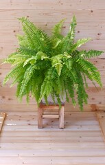 Bostoniensis Variegated, Tiger Fern, have special character different fern with strikingly patterned green and gold, for decoration on garden isolated on wooden background © FON's Fasai