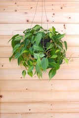 Philodendron Brasil (Philodendron Hederaceum Scandens Brasil) hang on brown wooden wall background. 