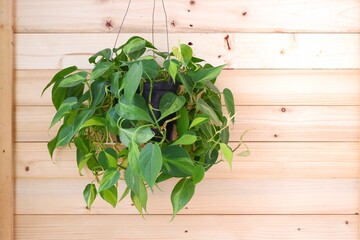 Philodendron Brasil (Philodendron Hederaceum Scandens Brasil) hang on brown wooden wall background. 
