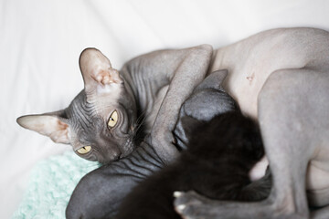 Fototapeta premium Don sphinx cat lying, hugging and feeding its kittens